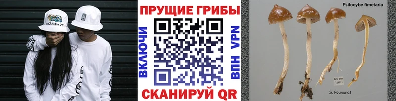 Купить закладки  Почеп  Галлюциногенные грибы GOLDEN TEACHER 